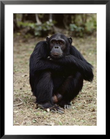 A Close-Up Of One Of The Many Chimpanzees At Gombe Stream National Park by Kenneth Love Pricing Limited Edition Print image