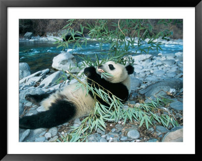 Panda Eating Bamboo By Riverbank, Wolong, Sichuan, China by Keren Su Pricing Limited Edition Print image