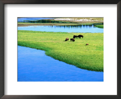 American Bison Grazing In Meadow Near Yellowstone River, Wyoming by David Tomlinson Pricing Limited Edition Print image