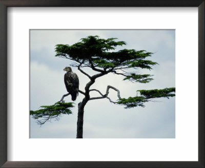 Juvenile American Bald Eagle by Raymond Gehman Pricing Limited Edition Print image