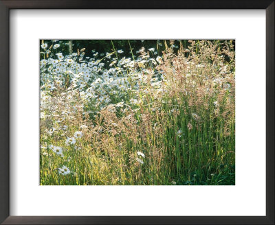 Leucanthemum Vulgare (Ox-Eye Daisies) & Wild Grasses, Wild Prairie Style Planting by Mark Bolton Pricing Limited Edition Print image
