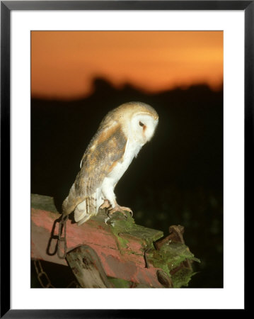 Barn Owl, Perched On Plough At Sunset by Mark Hamblin Pricing Limited Edition Print image