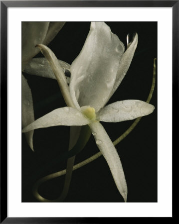 Close View Of A Delicate White Orchid Blossom by Michael Nichols Pricing Limited Edition Print image