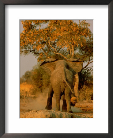 African Elephant Confronts A Lion by Beverly Joubert Pricing Limited Edition Print image