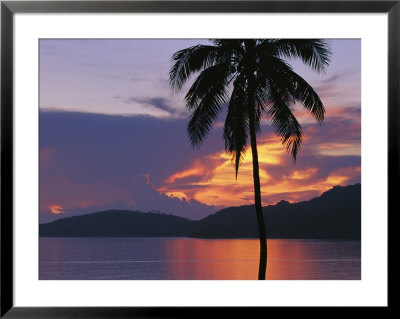 Palm Tree Silhouetted Against Fiery Clouds And Sea At Sunrise by Mark Cosslett Pricing Limited Edition Print image