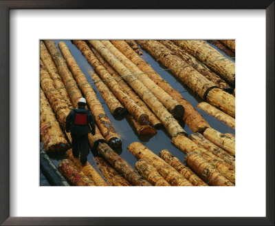A Lumberman Walks On Floating Raw Logs Ready For Export by Joel Sartore Pricing Limited Edition Print image