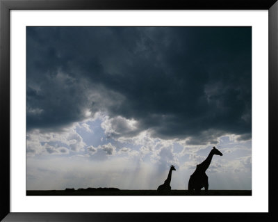 Silhouette Of A Female Reticulated Giraffe And Her Young by Michael Nichols Pricing Limited Edition Print image