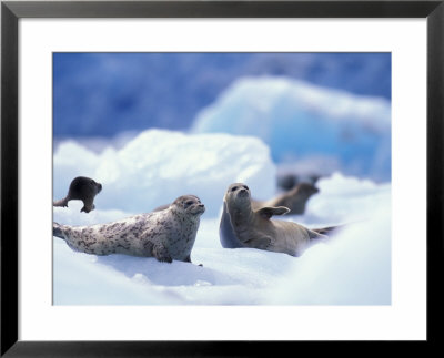 South Sawyer Glacier Harbor Seals On Icebergs, Tracy Arm, Inside Passage, Alaska, Usa by Paul Souders Pricing Limited Edition Print image