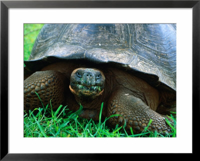 Giant Tortoise In Grassy Highlands At Steve Devine's Butterfly Ranch, Galapagos, Ecuador by Jeff Greenberg Pricing Limited Edition Print image