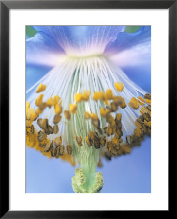 Blue Poppy by Hemant Jariwala Pricing Limited Edition Print image