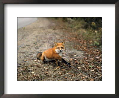 Red Fox, Caught In A Snare, Quebec, Canada by Philippe Henry Pricing Limited Edition Print image