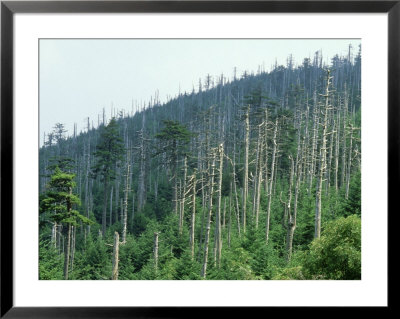Acid Rain, Dead Conifers Near The Summit Of Mount Mitchell, North Carolina by David M. Dennis Pricing Limited Edition Print image