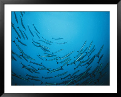 A Circling School Of Barracuda In A Blue Sea by Wolcott Henry Pricing Limited Edition Print image