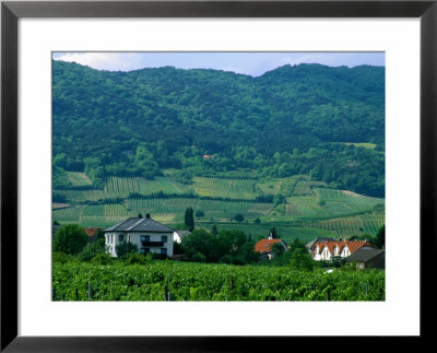 Village Of Pfaffstatten Amongst Vineyards With Vienna Woods Behind, Near Baden, Austria by Diana Mayfield Pricing Limited Edition Print image