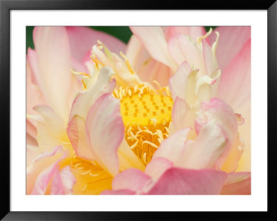 Lotus With Ruffled Petals, Perry's Water Garden, Franklin, North Carolina, Usa by Joanne Wells Pricing Limited Edition Print image