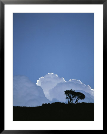 White Cumulus Clouds Billow Up Behind A Lone Tree On A Hilltop by Pablo Corral Vega Pricing Limited Edition Print image