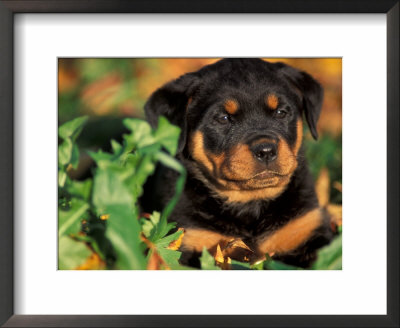 Rottweiler Puppy In Leaves by Adriano Bacchella Pricing Limited Edition Print image