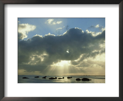 Grey Seal, Halichoerus Grypus Group On Sand Bar, Moody Ligh Ting, Uk by Mark Hamblin Pricing Limited Edition Print image