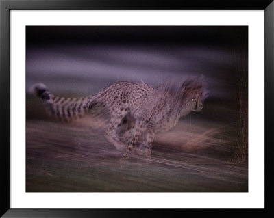 A Blurred View Of An African Cheetah Sprinting In The Darkness by Chris Johns Pricing Limited Edition Print image