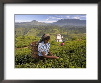 Women Tea Pickers, Tea Hills, Hill Country, Nuwara Eliya, Sri Lanka, Asia by Gavin Hellier Pricing Limited Edition Print image
