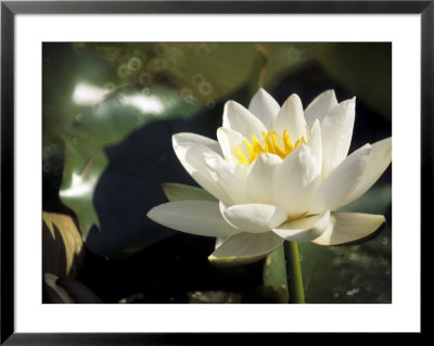 Nymphaea Gladstoneana (Waterlily, Hardy Group) by Hemant Jariwala Pricing Limited Edition Print image