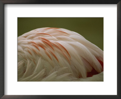 A Close View Of The Feathers Of A Chilean Flamingo by Joel Sartore Pricing Limited Edition Print image