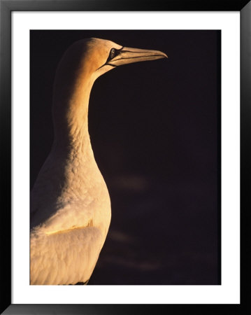 A Portrait Of A Cape Gannet by Kenneth Garrett Pricing Limited Edition Print image