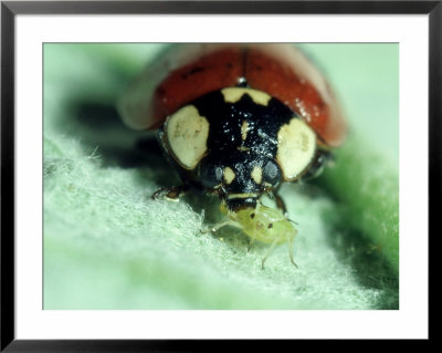 2-Spot Ladybird, Adult Feeding On Aphid by Harold Taylor Pricing Limited Edition Print image