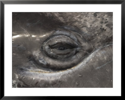 A Close View Of The Eye Of A Gray Whale Calf by Ralph Lee Hopkins Pricing Limited Edition Print image