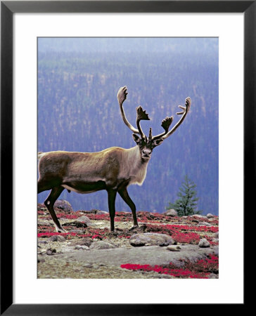 Woodland Caribou On A Ridge During Fall Migration, Quebec, Canada by Charles Sleicher Pricing Limited Edition Print image