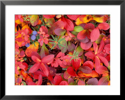 Tundra Fall Colors, Denali National Park, Alaska, Usa by Darrell Gulin Pricing Limited Edition Print image