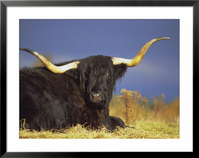 Highland Cattle, Scotland, Uk, Europe by David Tipling Pricing Limited Edition Print image
