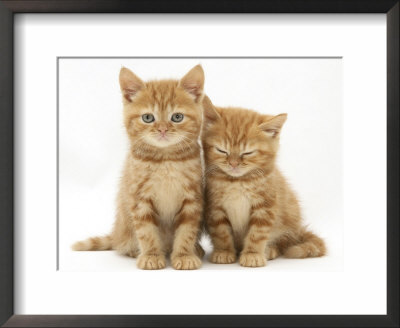 Two Ginger Domestic Kittens (Felis Catus) by Jane Burton Pricing Limited Edition Print image