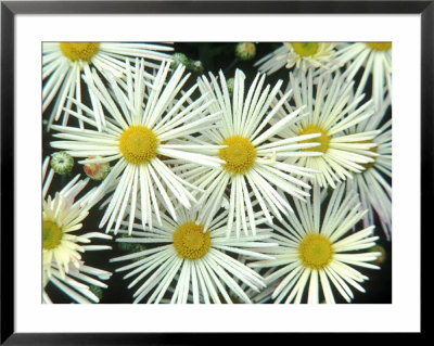 Chrysanthemum (Illusion) Garden Mums, September by Chris Burrows Pricing Limited Edition Print image