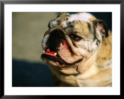 English Bulldog Smiling, Castleton, United Kingdom by Anders Blomqvist Pricing Limited Edition Print image