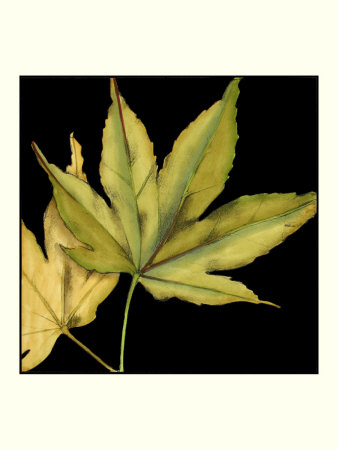 Tandem Leaves I by Jennifer Goldberger Pricing Limited Edition Print image