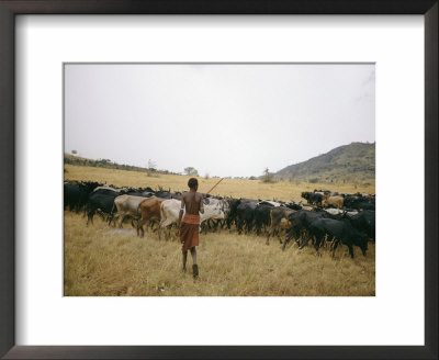 A Boy Tends To His Herd Of Cattle by Joe Scherschel Pricing Limited Edition Print image