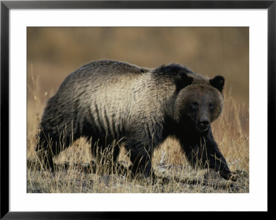 Grizzly Bear by Michael S. Quinton Pricing Limited Edition Print image