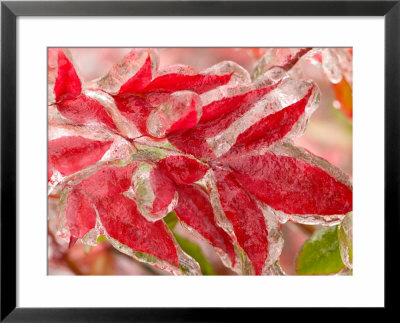 Winter Ice Storm Covering The Leaves Of Heavenly Bamboo, Sammamish, Washington, Usa by Darrell Gulin Pricing Limited Edition Print image