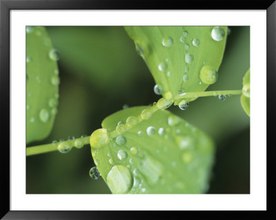 Close View Of Foliage And Twisted Stem With Glistening Drops Of Dew by Tom Murphy Pricing Limited Edition Print image