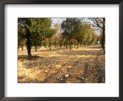 Planted Truffle Forest Field, La Truffe De Ventoux Truffle Farm, Vaucluse, Rhone, Provence, France by Per Karlsson Pricing Limited Edition Print image