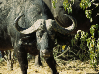 Angry Buffalo Of Botswana's Chobe National Park Warns To Stay Back by Daniel Dietrich Pricing Limited Edition Print image