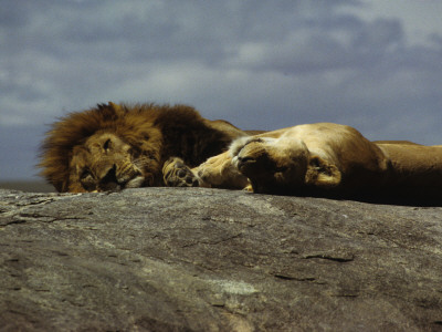 Lions Soaking Up Sun On A Large Rock Amongst The Building Migration Of Wildebeest, Serengeti by Daniel Dietrich Pricing Limited Edition Print image