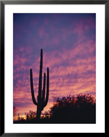 A Saguaro Cactus Silhouetted At Sunset by George F. Mobley Pricing Limited Edition Print image