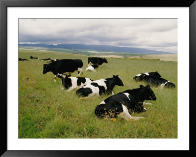Holstein-Friesian Dairy Cows by George F. Mobley Pricing Limited Edition Print image
