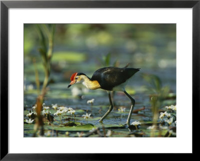 A Comb Crested Jacana Hunts For Food Among Lily Pads by Nicole Duplaix Pricing Limited Edition Print image