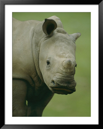 A Southern White Rhinoceros by Michael Nichols Pricing Limited Edition Print image