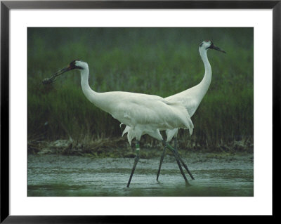 Two Whooping Cranes At The Refuge by Joel Sartore Pricing Limited Edition Print image
