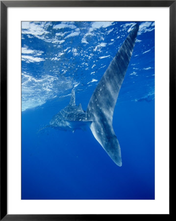 A Tail-End View Of A Whale Shark by Brian J. Skerry Pricing Limited Edition Print image