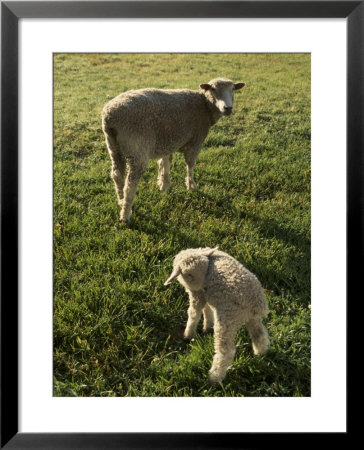 Virginia Colonial Era Breed Of Sheep, Bassett Hall by Jeff Greenberg Pricing Limited Edition Print image